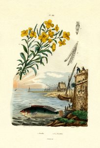 彩虹濑鱼，1833年至1939年 作者 法语学校